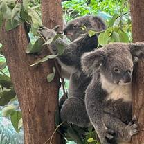 Koalas at Port Douglas Wildlife Habitat 