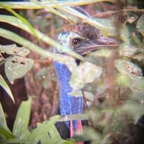 Wild Cassowary