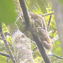 Green Ringtailed Possum and baby