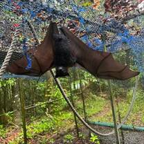 Spectacled Flying Fox