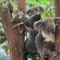 Koalas at Port Douglas Wildlife Habitat 