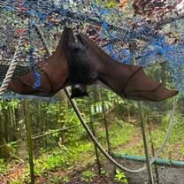 Spectacled Flying Fox