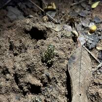 Gunther’s toad 