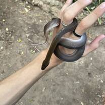 A non-venemous olive houe snake