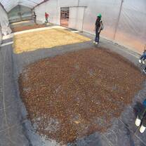 Learning about how the coffee factory works!