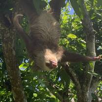 sloth