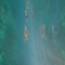 Swimming with turtles 