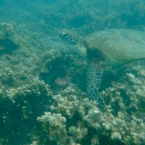 Turtle at Fitzroy Island
