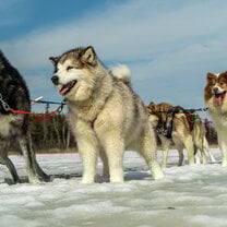 A dogsled team