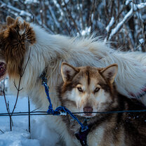 Skydog and Sikinik