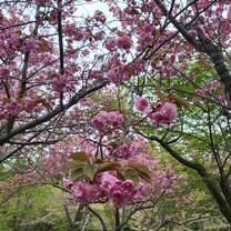 Pink Blossoms