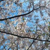 White Blossoms