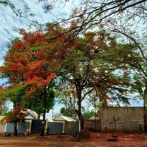 Walking to the market