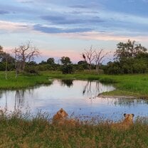Safari