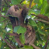 Baby sloth