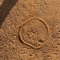 Lion track on a tracks lesson ! 