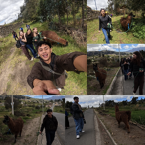 At Palacio Real, walking llamas 