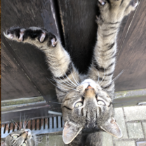 My Host Cats!