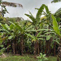 Banana trees on a local hike