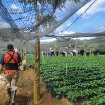 Tending to the coffee field 