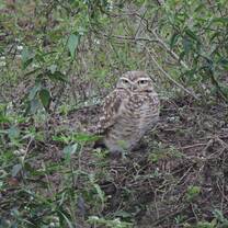 One of my study owls