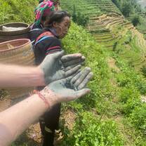 Sapa