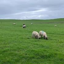 Sheep at Cliffs of Moher 