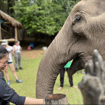 Feeding the elephants with protein snack balls I made with the group 