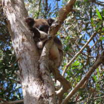 Koala Bear