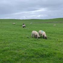 Sheep at Cliffs of Moher 