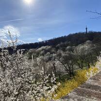 Petřín in spring.