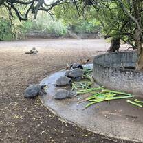 Tortoise breeding centre