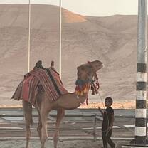 Camel, Jericho