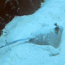 Blue spotted stingray, a local resident species