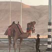 Camel, Jericho