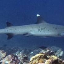 white tip reef shark photo by tia
