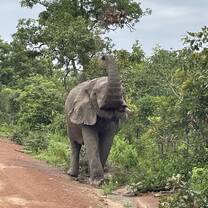Safari