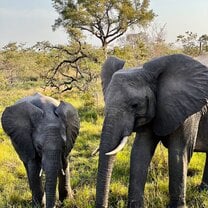 Elephants at Kruger National Park 