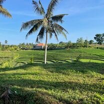 Bali Ricefield