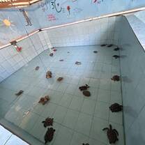 Lovely turtles 