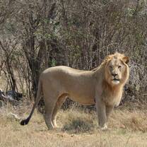 Young male lion