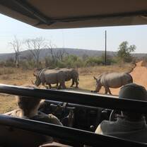 Rhinos<3