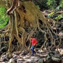Banyan tree in Tepoztlan