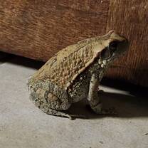 Red toad in camp