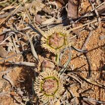 Euphorbia trichadenia