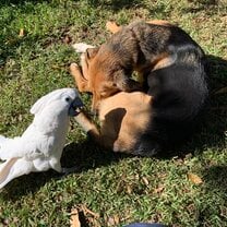 Rambo & Casper