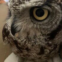 Rescued owl
