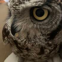 Rescued owl