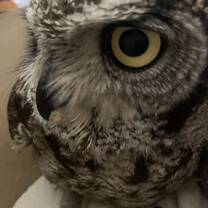 Rescued owl