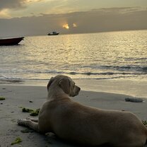 Blondie on the beach